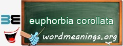 WordMeaning blackboard for euphorbia corollata